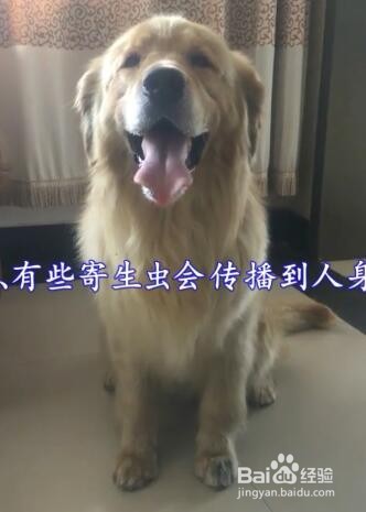 为什么狗狗要驱虫