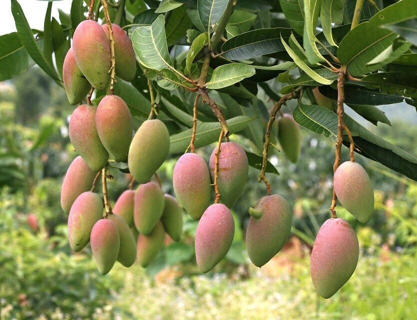 芒果催花打什么药
