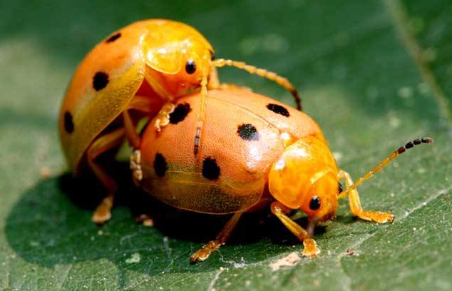 怎样去除房间里的小虫子