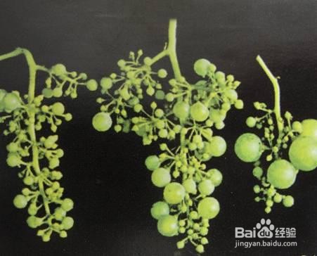 葡萄裂果的防治方法