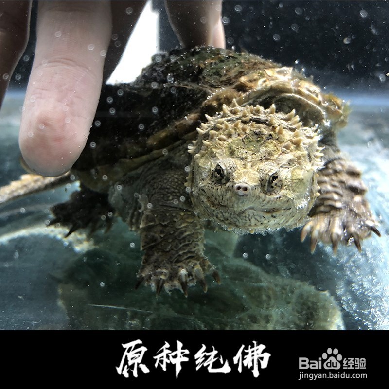 佛鳄龟爆刺培养技巧