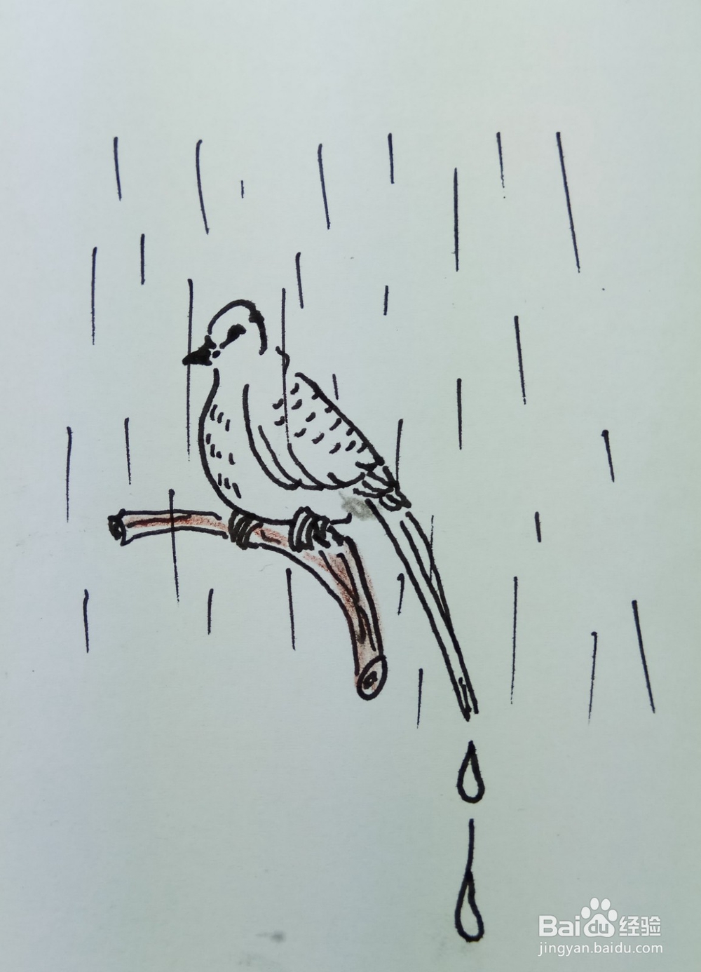 怎样画简笔画“风雨中的鸟儿”