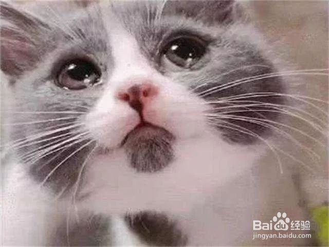 如何判断猫咪哭了