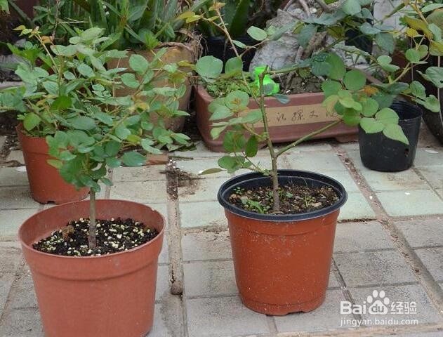 如何种植月季黄金盛典