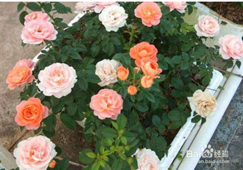 如何用泡沫箱子做花盆-（怎样用泡沫箱做花盆）[图]