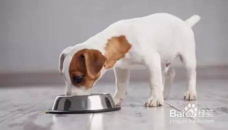 狗狗能不能吃芋头