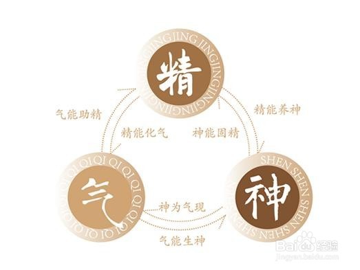 肾精对人体的重要性