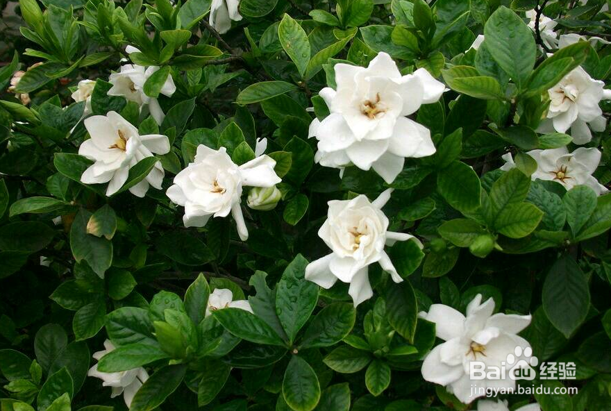 栀子花怎么养?