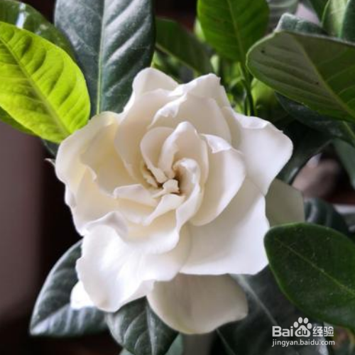 枙子花怎么插扞