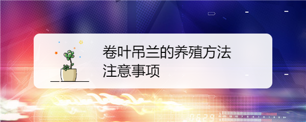 卷叶吊兰的养殖方法和注意事项