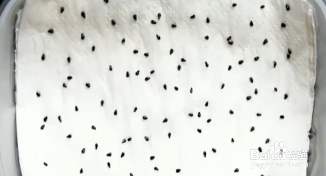 如何在家轻松种出水果？