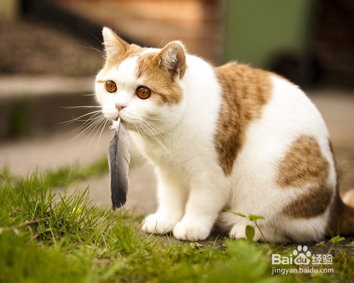 猫咪拉肚腹泻怎么办