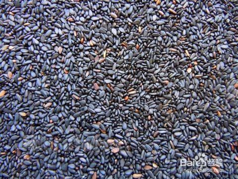 推荐一款可以补肾的粥