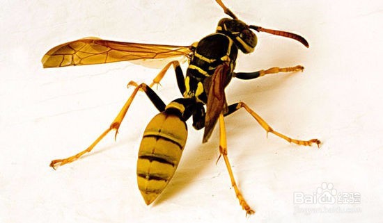 遇到马蜂或者马蜂窝怎么办