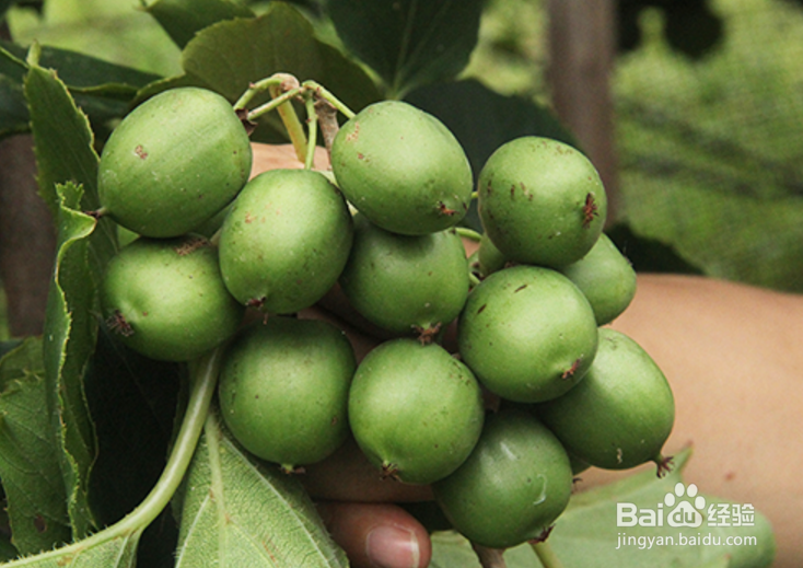 怎样种植软枣猕猴桃