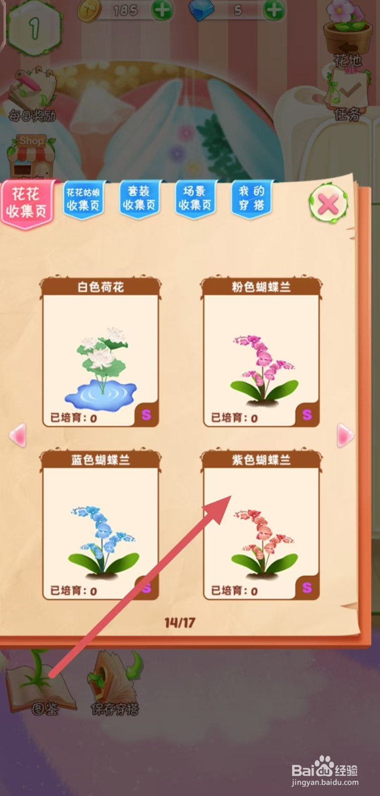 花花姑娘怎么查看紫色蝴蝶兰的生长速度