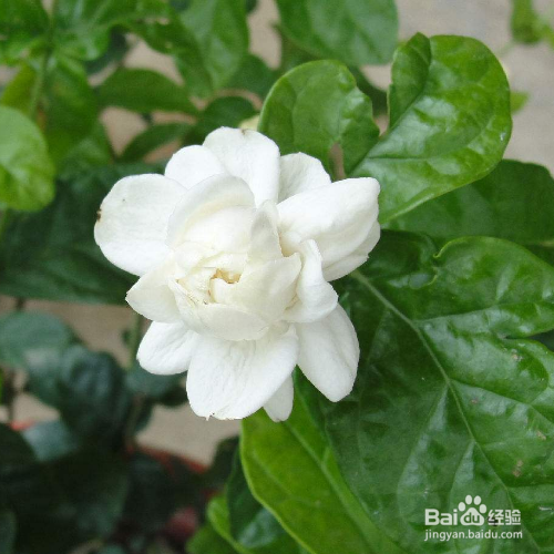 虎头茉莉的修剪方法有哪些?