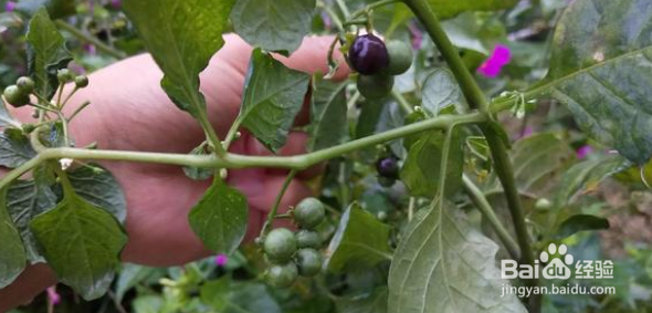 在农村的农田里有哪些最好吃的东西？