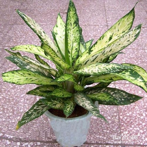 哪些植物吸毒强并且好管理呢