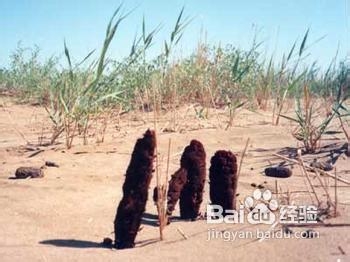 阳痿早泄用什么喷剂