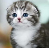 猫一直吐怎么办
