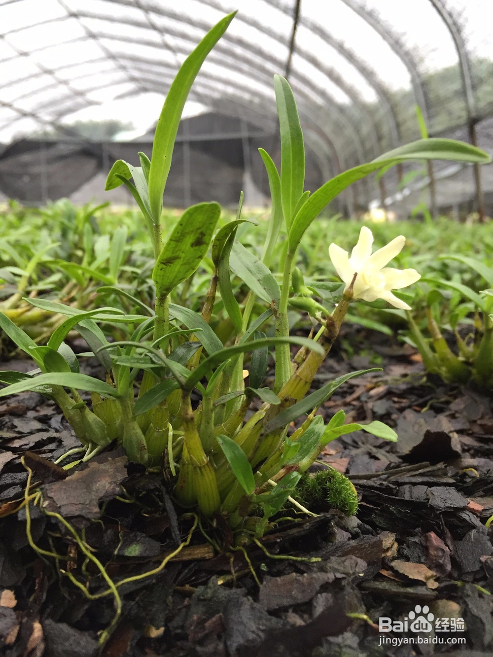 九斛之尊霍山石斛的种植条件