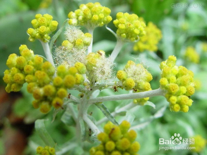 鼠曲草种植技术