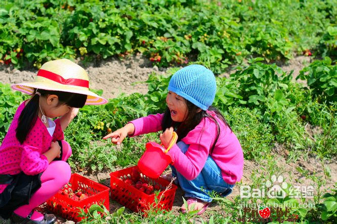 温哥华田园风情草莓采摘(组图)