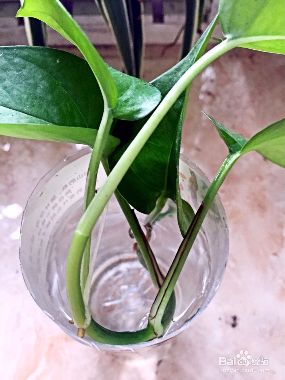 在家种植绿萝的繁殖方法之剪枝繁殖法