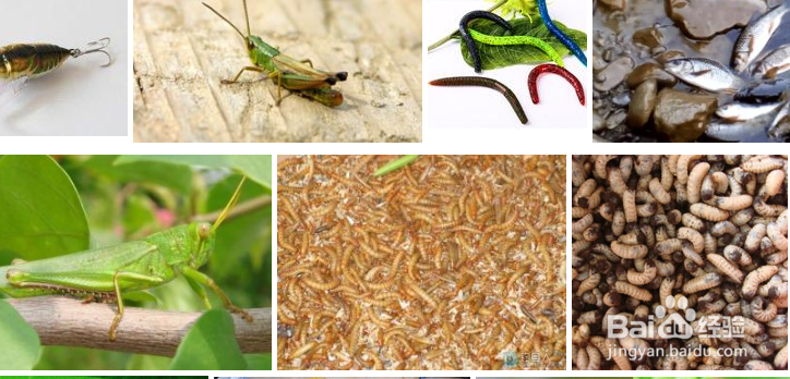 钓鱼水流太快怎么解决