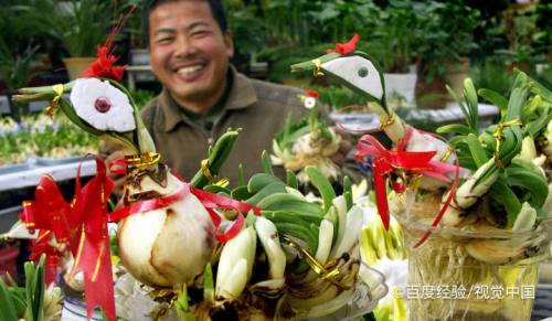 洋水仙和韭菜怎么区分