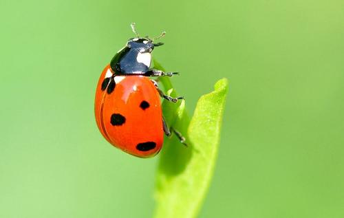 七八个星天外是什么动物