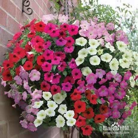 全年都能开花的花卉，很容易就能开成球！