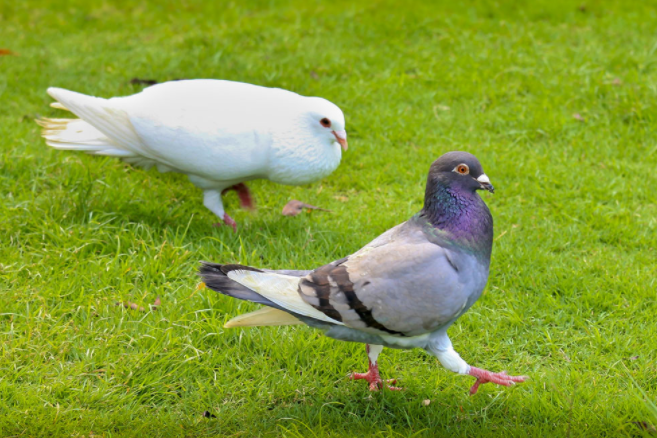 鸽子的外形特点