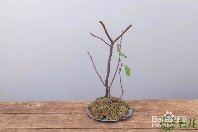 插花入门,仿生直立型桌花设计教程