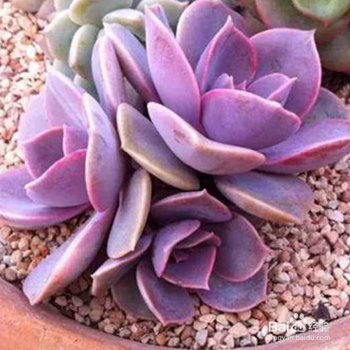 如何培育新买紫珍珠?