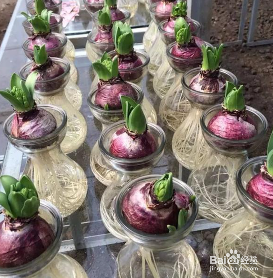 风信子怎么换水