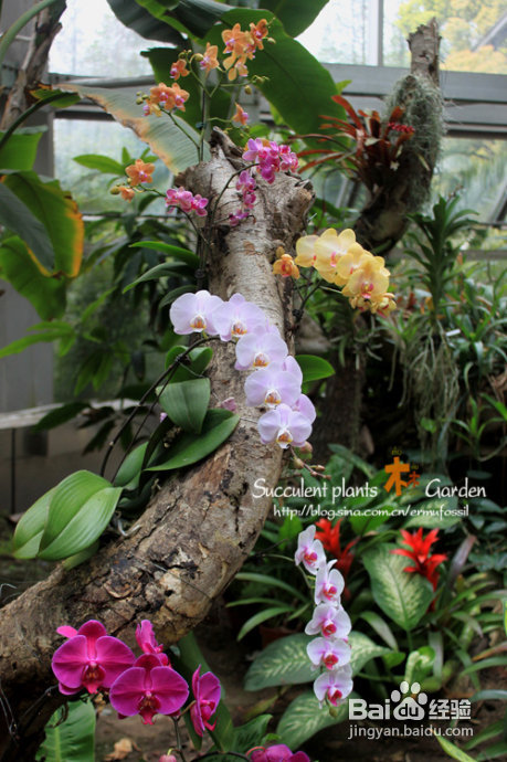 上海植物园（上）