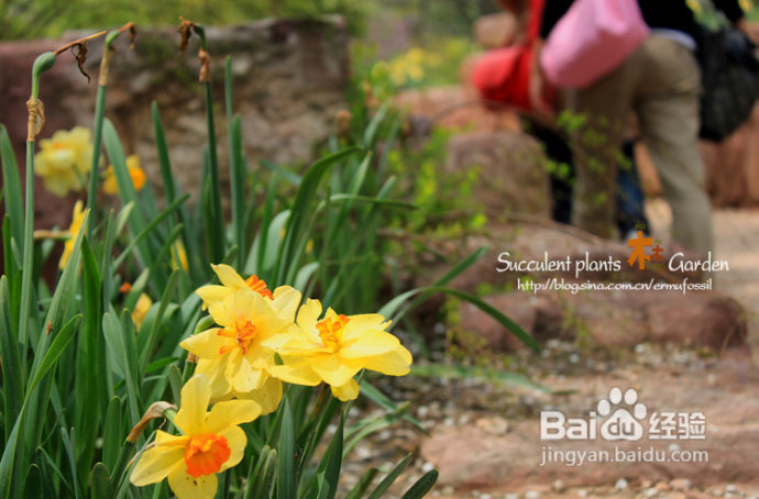 上海植物园（上）