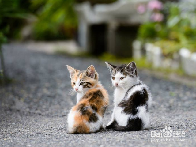 猫咪鼻塞怎么办?