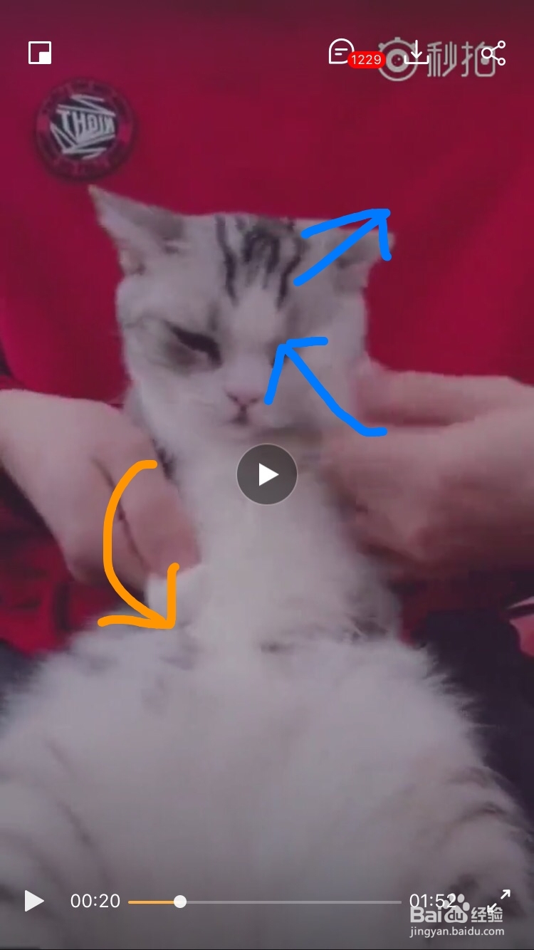 海草舞舞蹈教程分解动作