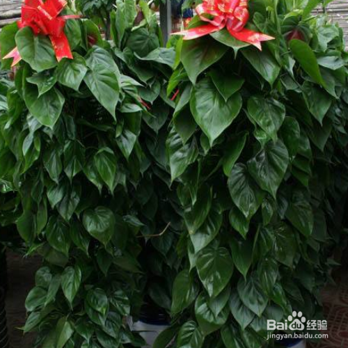 心叶藤下面养殖？