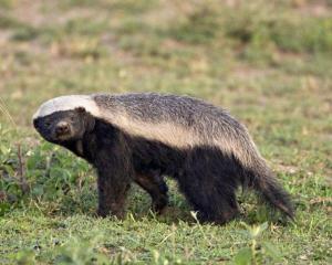 有谁看过《上帝也疯狂2》没有，知不知道里面那个一直跟着男主角的小动物叫什么名字
