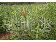 怎样提高香樟扦插促生根的成活率