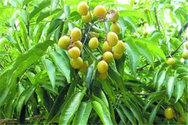 鬼见愁与菱角有什么区别