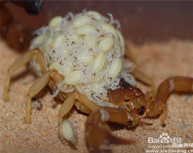 蝎子养殖 蝎子的价值和用处