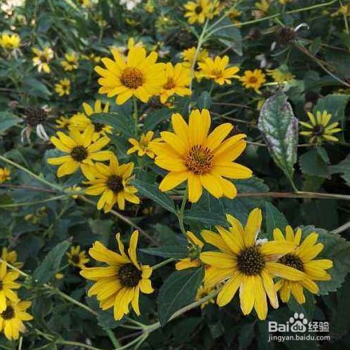 日光菊的养殖方法和注意事项