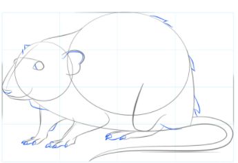 如何绘制老鼠
