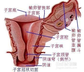 通输卵管痛吗