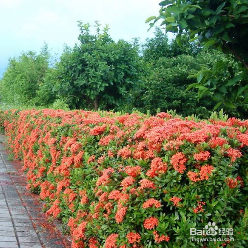 仙丹花不开花应该怎么办？